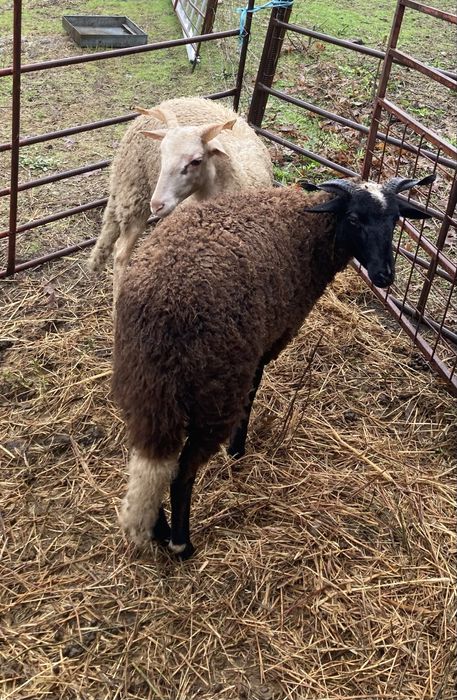 Disponiveis 3 femeas