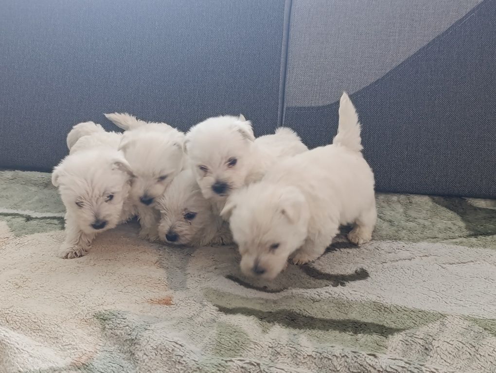 West Highland White Terrier Szczeniak