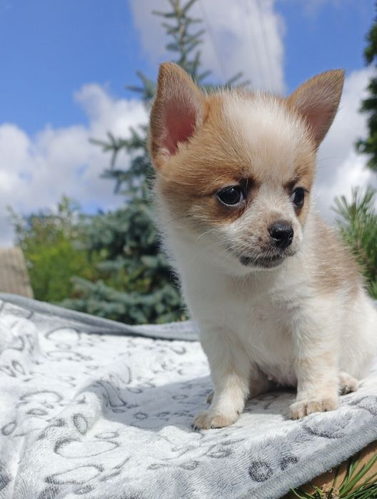 Ефектна дівчинка готова до броні