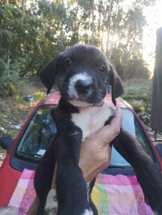 Scubido para adoção muito responsável