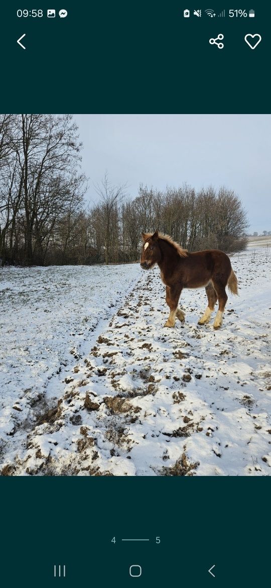 Sprzedam Ogierka i Źrebice