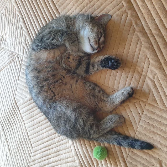 Koko szuka kochającego domku! Stowarzyszenie Częstochowa dla Zwierząt