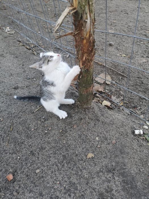 Oddam w dobre ręce małe kotki