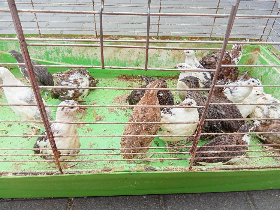 Sprzedam przepiórki