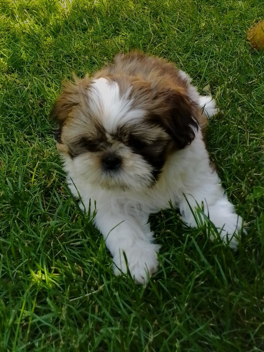 Shih tzu gotowe do odbioru