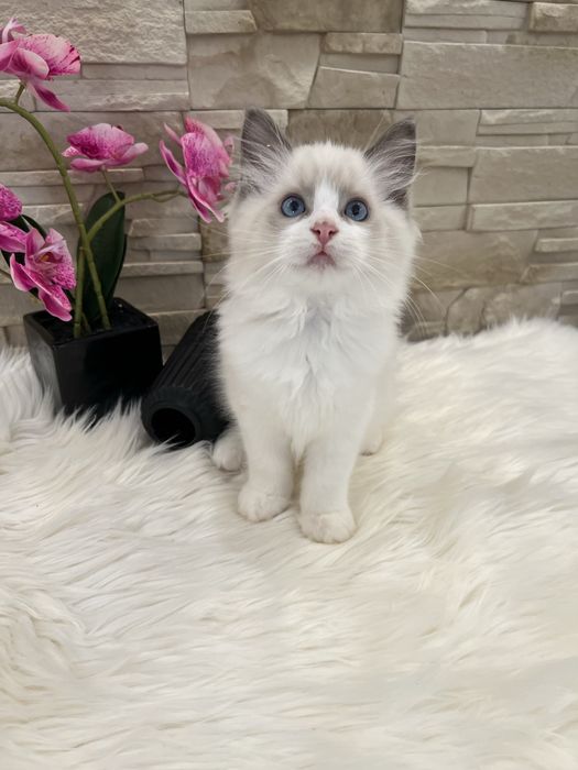 Ragdoll kotka  , rodowod FPL
