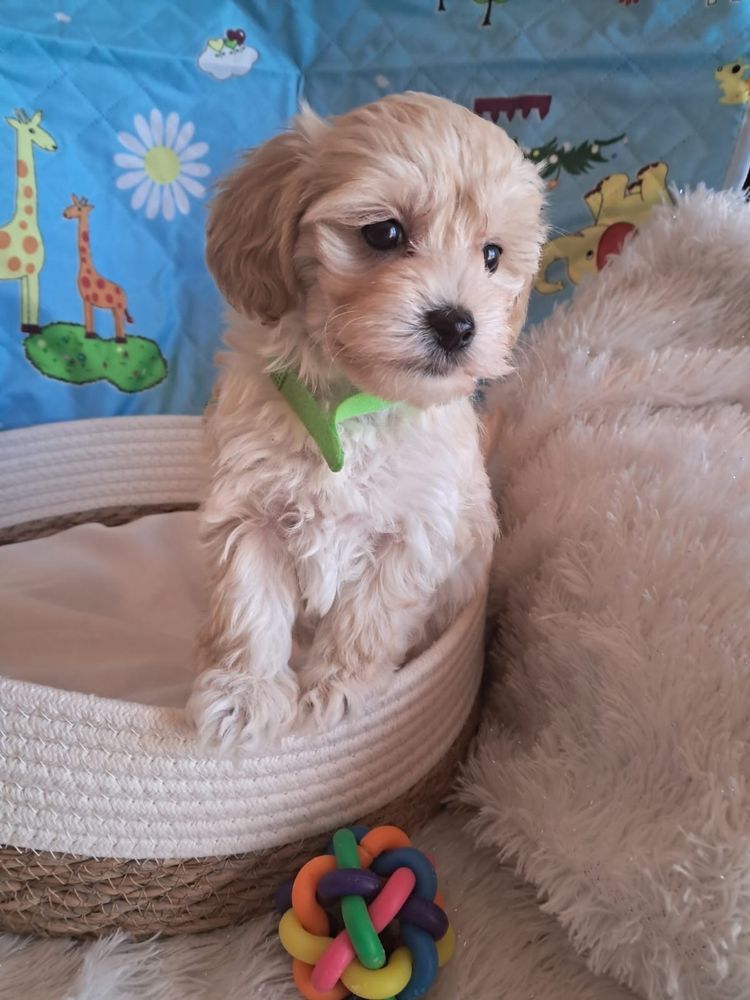 Maltipoo piesek mama maltańczyk tata pudel toy red