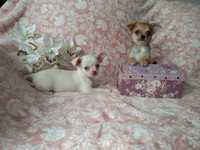 Zjawskowa Chihuahua XXS kocha dzieci,uczona czystościRODOWÓD,WYPRRAWKA