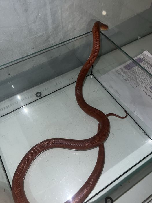 Wąż zbożowy samiec bloodred pied sided + box