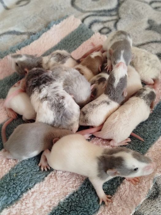 Пацюки дамбо, криси