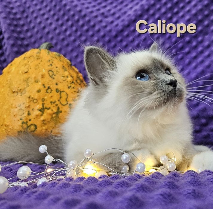 Święty kot Birmański- Caliope