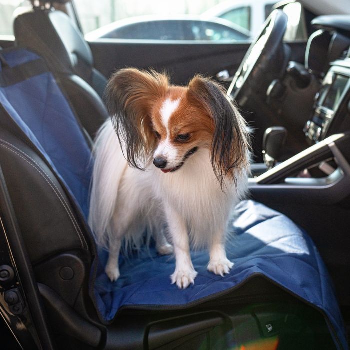 Кобель вязка папійон