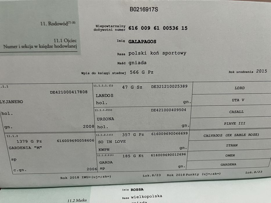 Klacz wielkopolska po Galapagosie 8 msc