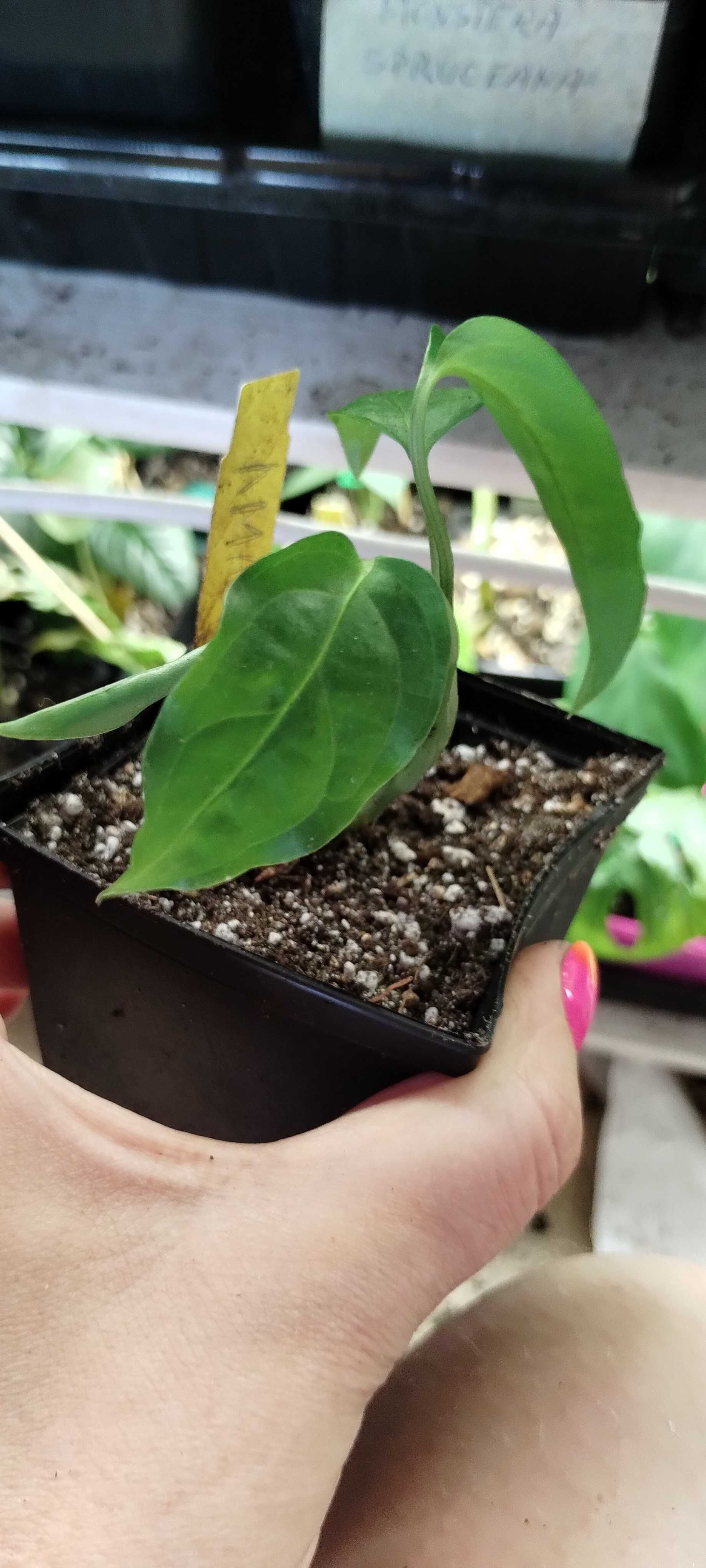 monstera oblique amazonas/amazonica