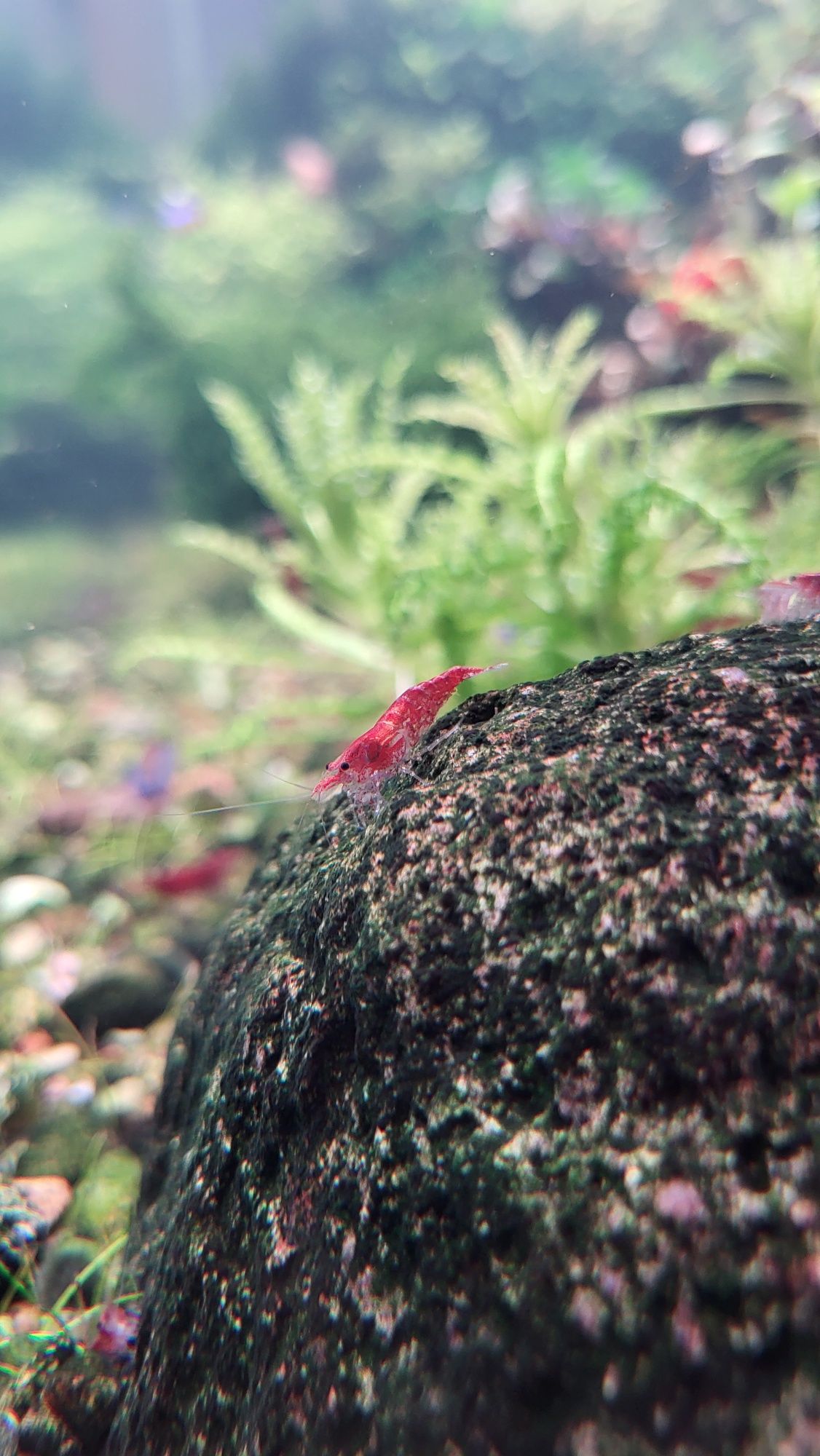 Krewetki red cherry