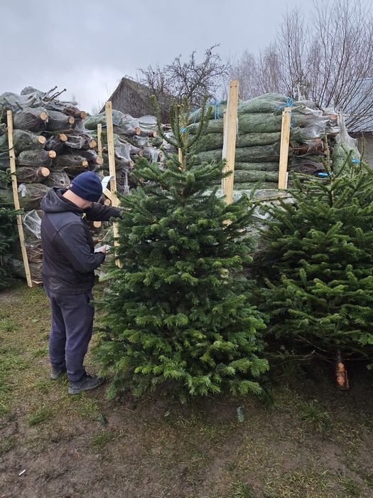 Jodła Kaukaska Świerk hoinki
