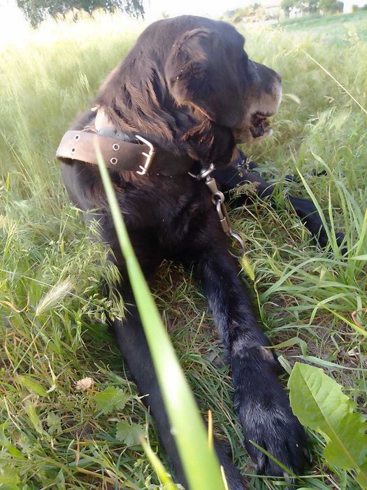 Лабрадор 8 років