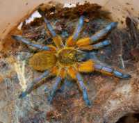 Редкий паук птицеед Harpactira Pulchripes красивые самки L13