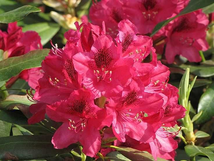 Rododendron/różanecznik różne odmiany