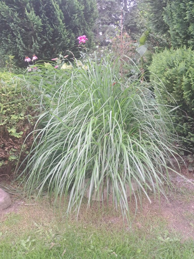Muskand ( trawa słonia )