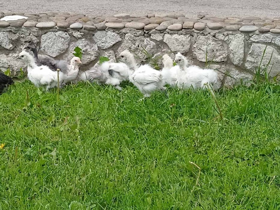 Китайська пухова. Кури. Курчата