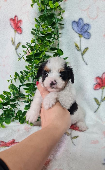 Yorkshire Beiwer mini de qualidade