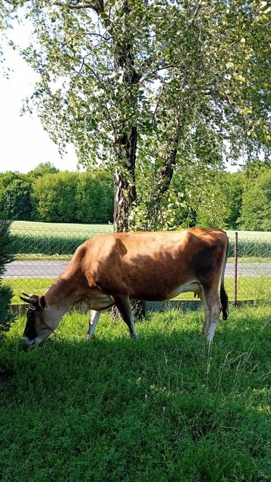 Sprzedam młodą krowe