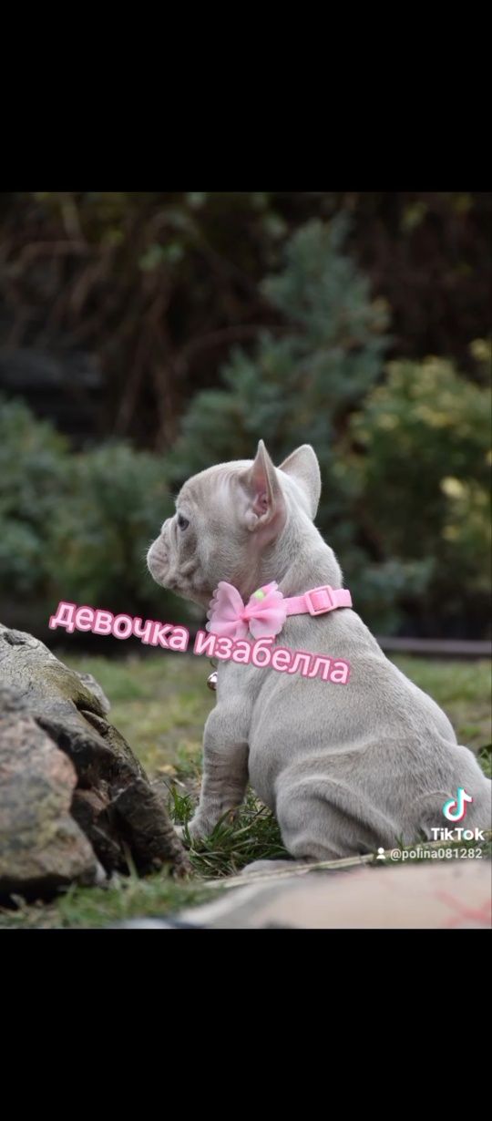 Девочка! Окрас изабелла