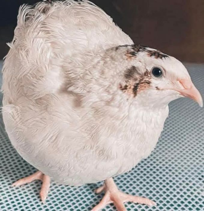 Яйца перепелочек! Инкубационные! Отправлю