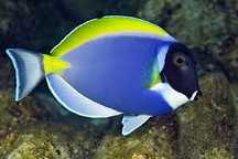 Akwarium morskie - Acanthurus leucosternon - M