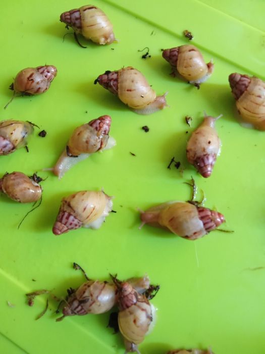 Улитята ахатина зензибарики