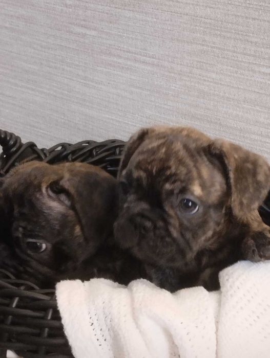 Французький бульдог