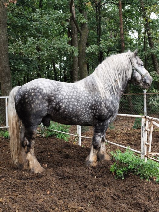 Ogier szpak  zimnokrwisty