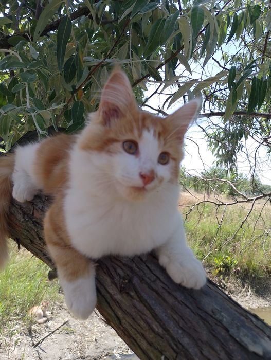 Продам Мейкуна самця