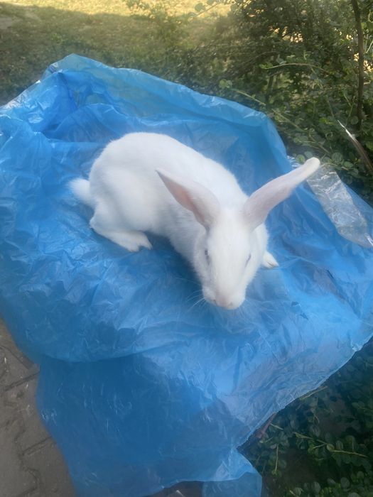 Samica i samiec Termundzki