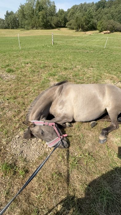 Do dzierżawy klacz konika polskiego 145cm warta uwagi!