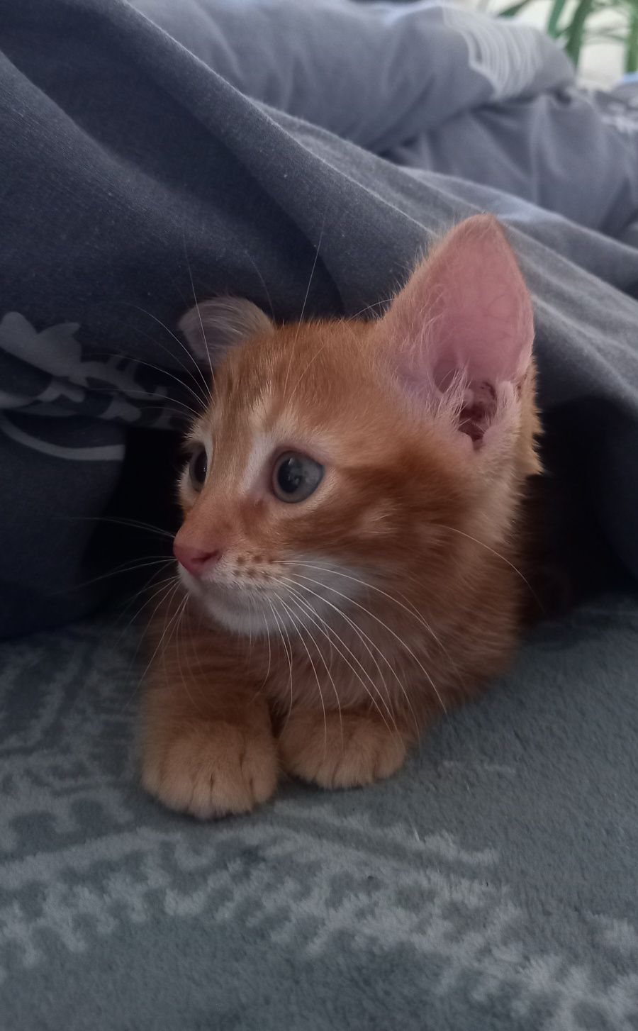 Котик в добрі руки.