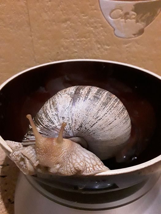 Ахатины Иммакулята