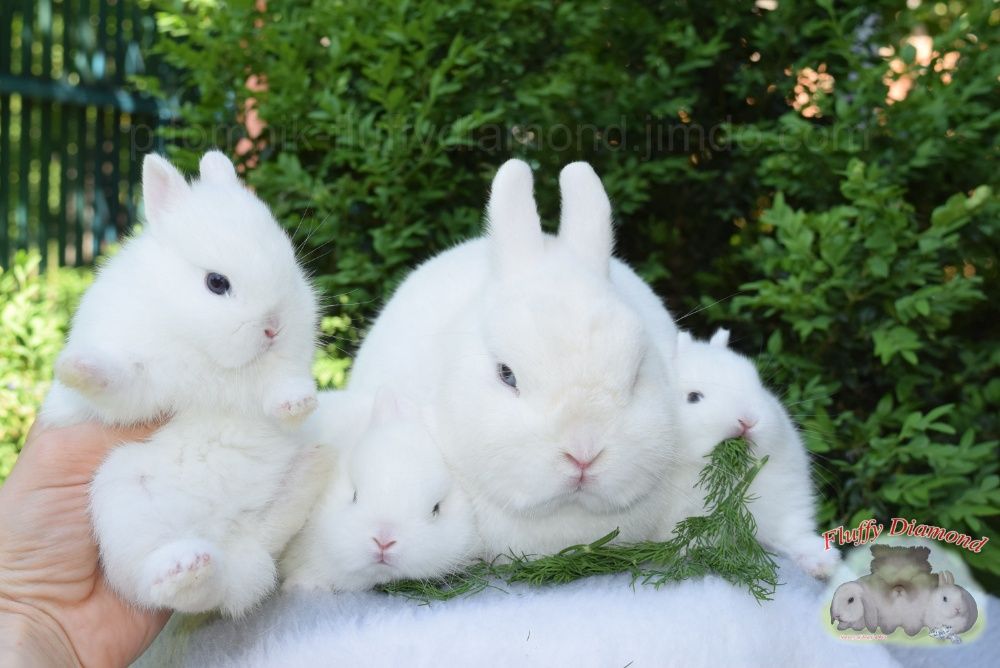 Чистопородные гермелины из питомника Fluffy Diamond.Самые маленькие