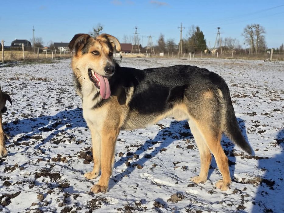 Harry – dżentelmen na czterech łapach szuka domu! 

Poznajcie Harry’eg