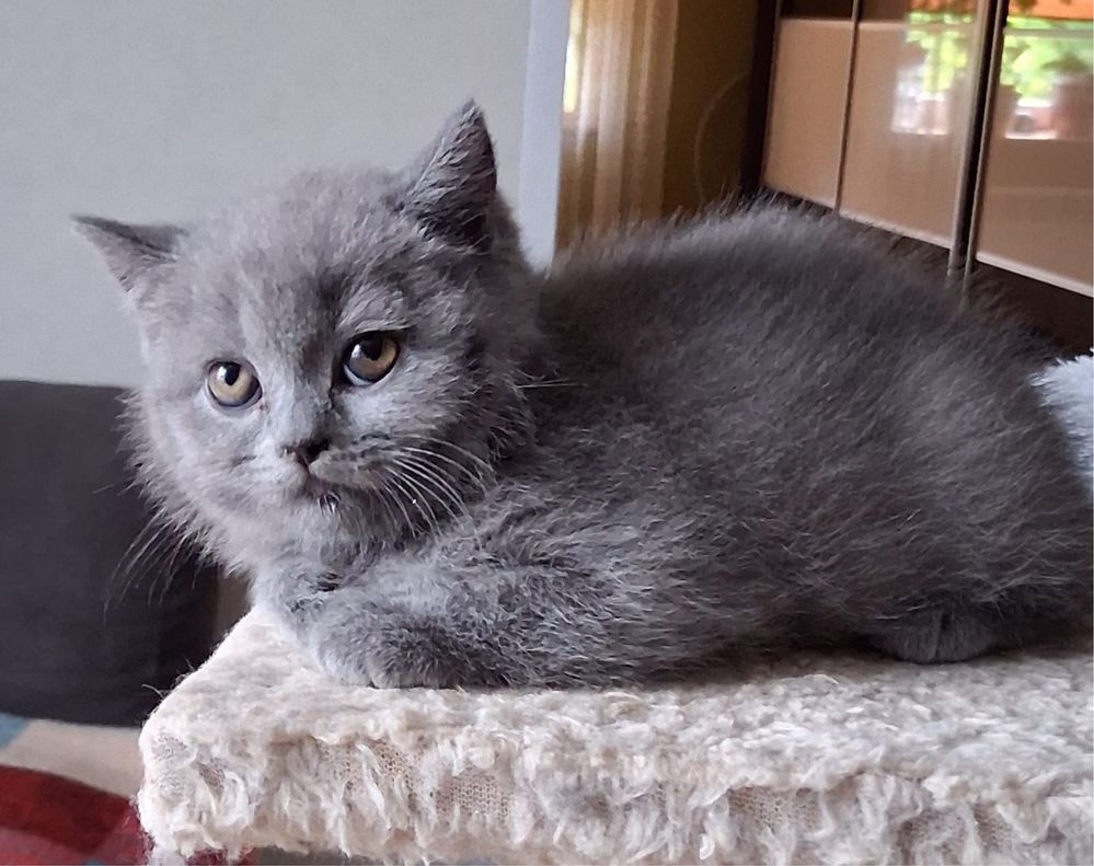 Puszysta arystokratka Brytyjka