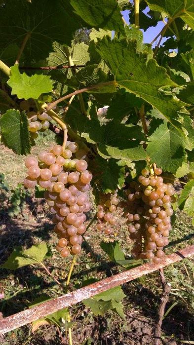 Саджанці сортів винограду для виготовлення вина