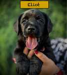 Labrador Retriever- czarny psiak FCI