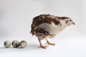 Перепелочки! Инкубационные яйца