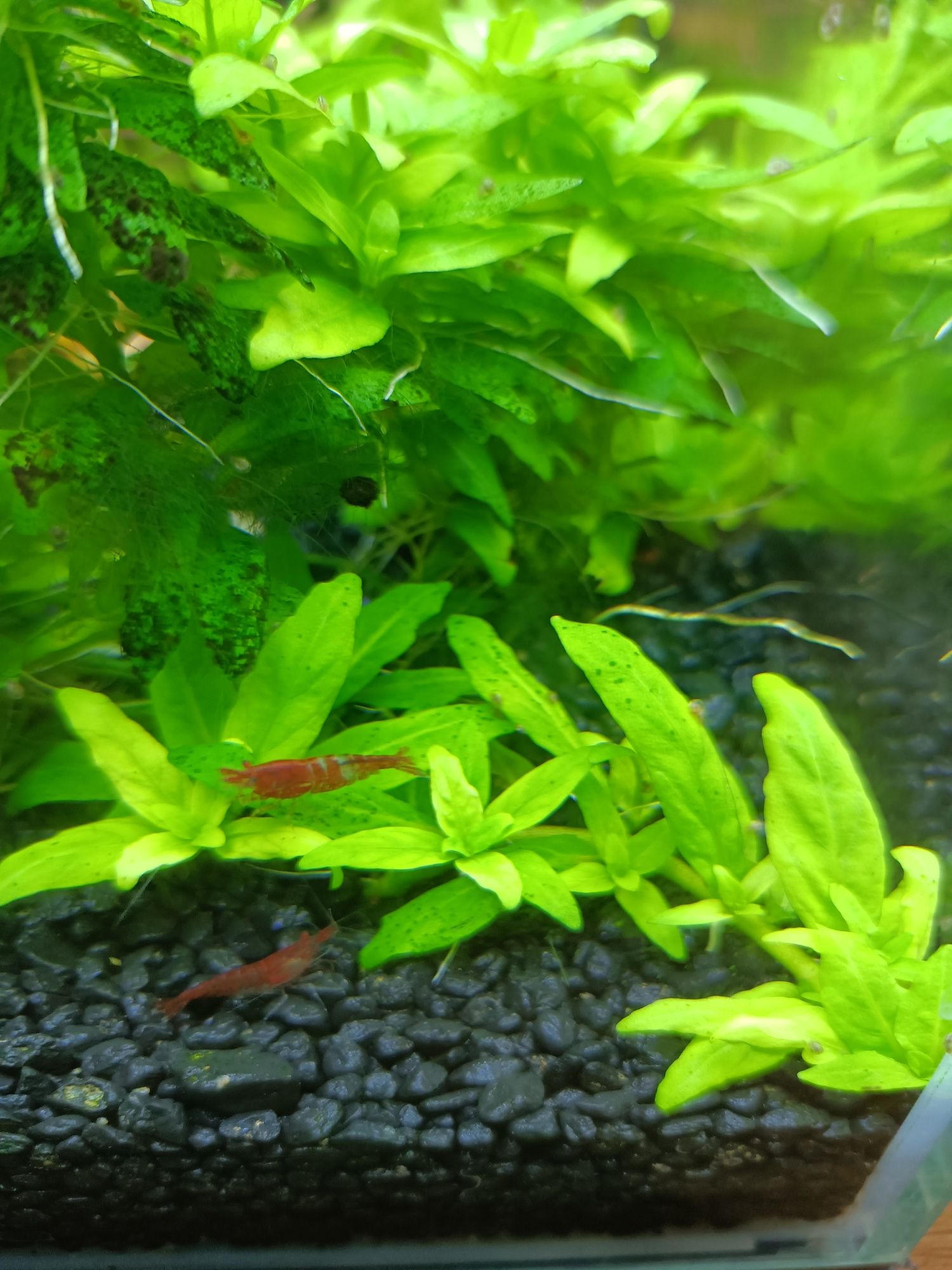 Ludwigia mini super