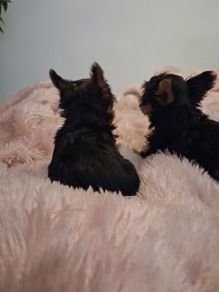 York Terrier miniatura