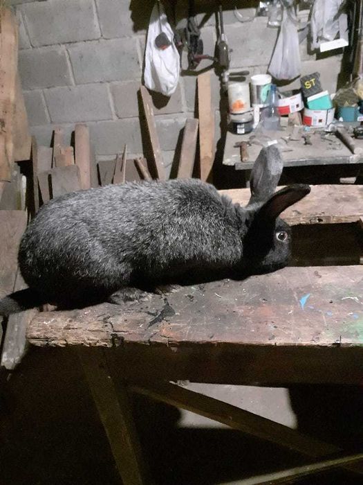 Продам кролі п. срібло, самки та самці різного віку ,10,11 місяців.