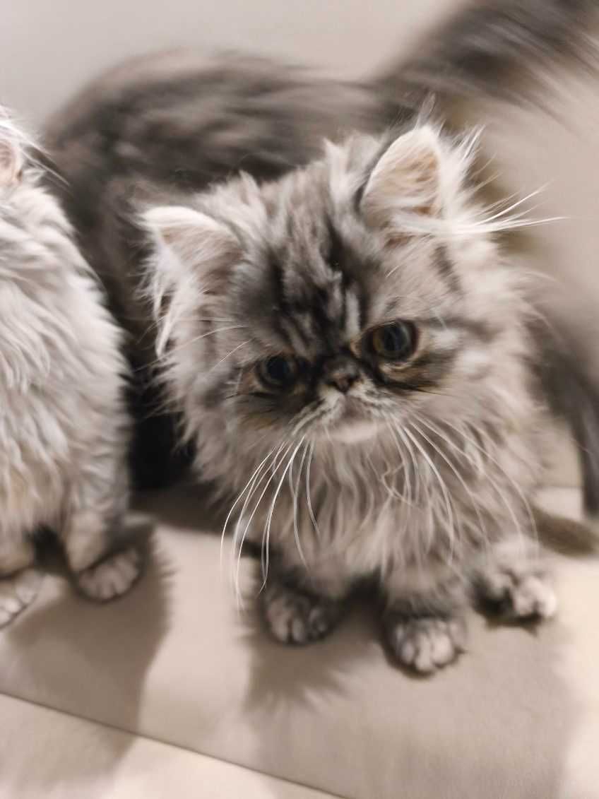 Puszysty kocurek perski
