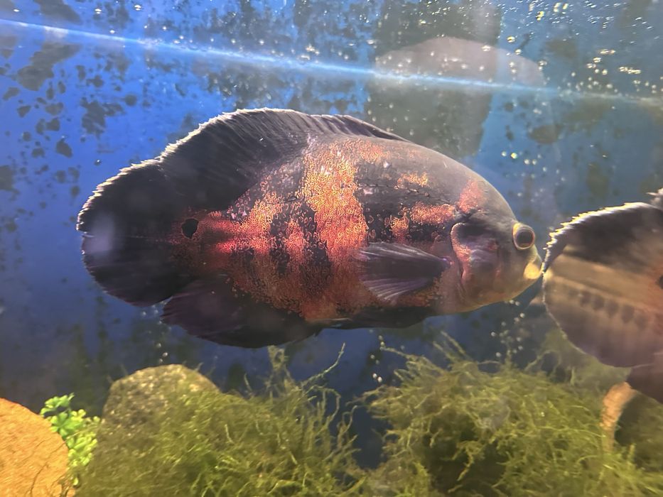 Arowana i pielęgnice pawiookie