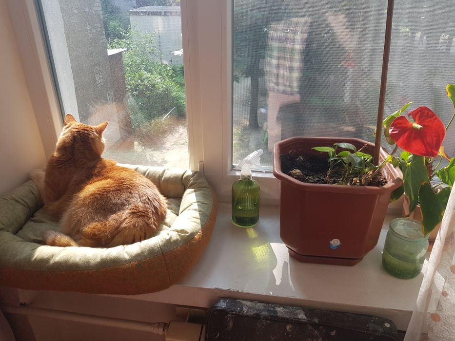 Дрессировка собак Харьков: коррекция, передержка  кошек и собак